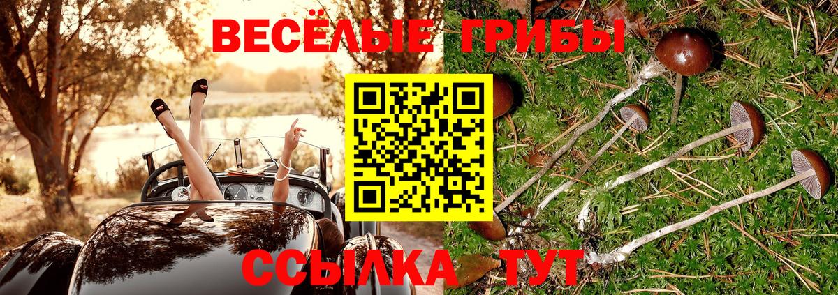 Псилоцибиновые грибы GOLDEN TEACHER  Псилоцибиновые грибы Magic Shrooms  купить наркотики сайты  Татарск  Вход с VPN 